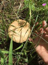 Agrocybe praecox image