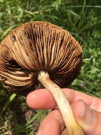 Agrocybe praecox image