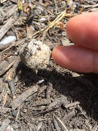 Coprinellus flocculosus image