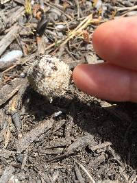 Coprinellus flocculosus image