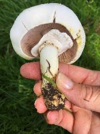 Agaricus xanthodermus image