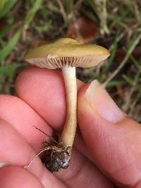 Agrocybe putaminum image