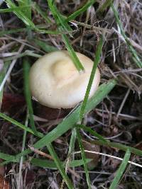 Agrocybe putaminum image