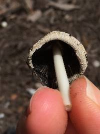 Coprinellus flocculosus image