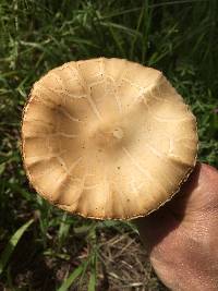 Agrocybe praecox image