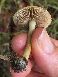 Agrocybe putaminum image