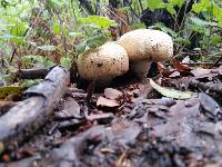 Agaricus augustus image