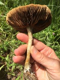 Agrocybe praecox image