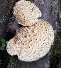 Polyporus squamosus image