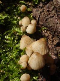 Coprinellus micaceus image