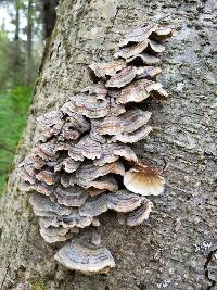 Trametes versicolor image