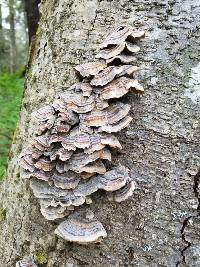 Trametes versicolor image