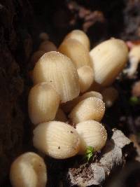 Coprinellus micaceus image