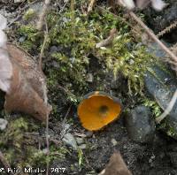 Caloscypha fulgens image