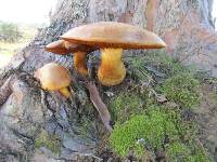 Gymnopilus junonius image