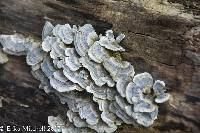 Trametes versicolor image