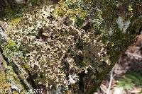 Lobaria pulmonaria image