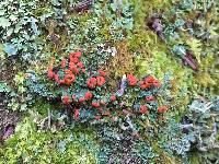 Cladonia didyma image