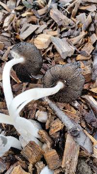 Coprinopsis lagopus image