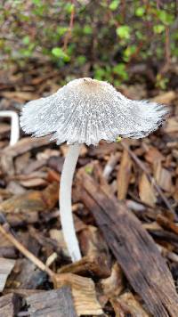 Coprinopsis lagopus image