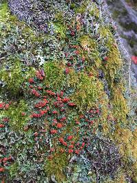 Cladonia didyma image