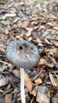 Coprinopsis lagopus image