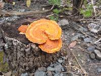 Pycnoporus coccineus image