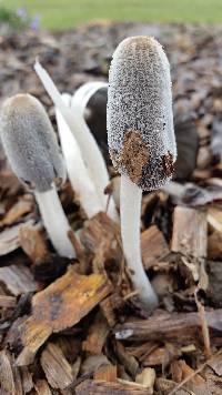 Coprinopsis lagopus image