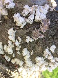 Schizophyllum commune image