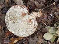 Amanita amerirubescens image