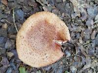 Amanita amerirubescens image