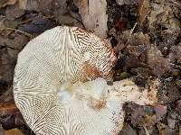 Amanita amerirubescens image