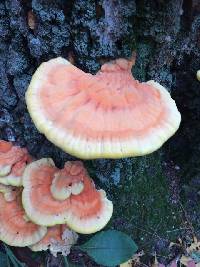 Laetiporus sulphureus image