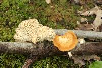 Polyporus alveolaris image