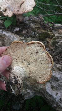 Polyporus squamosus image