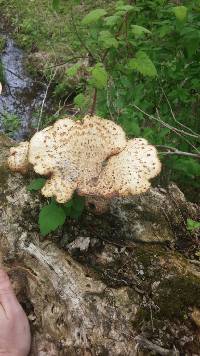 Polyporus squamosus image