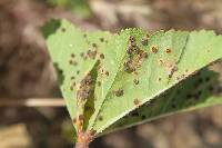 Puccinia malvacearum image