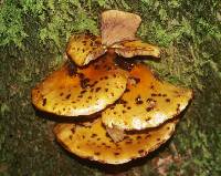 Pholiota adiposa image