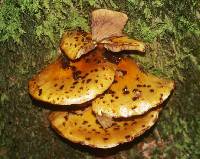 Pholiota adiposa image