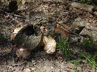 Polyporus squamosus image