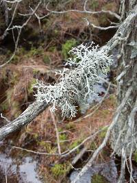 Pseudevernia consocians image