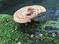 Polyporus squamosus image