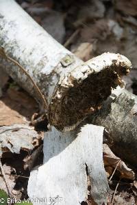 Piptoporus betulinus image