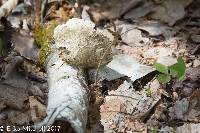 Fomitopsis betulina image