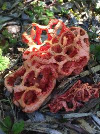 Clathrus ruber image