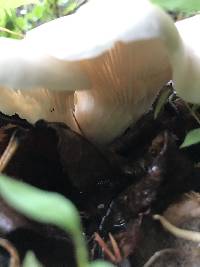 Pleurotus ostreatus image