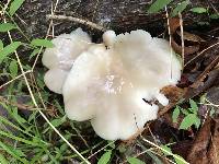 Pleurotus ostreatus image