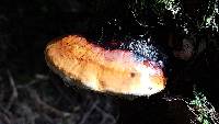 Fomitopsis pinicola image