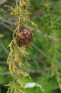 Gymnosporangium juniperi-virginianae image