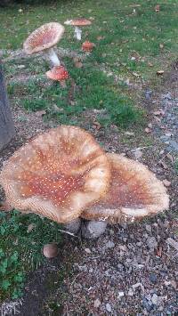 Amanita muscaria image